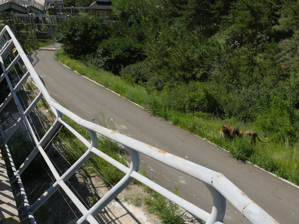 呼和浩特大青山野生动物园