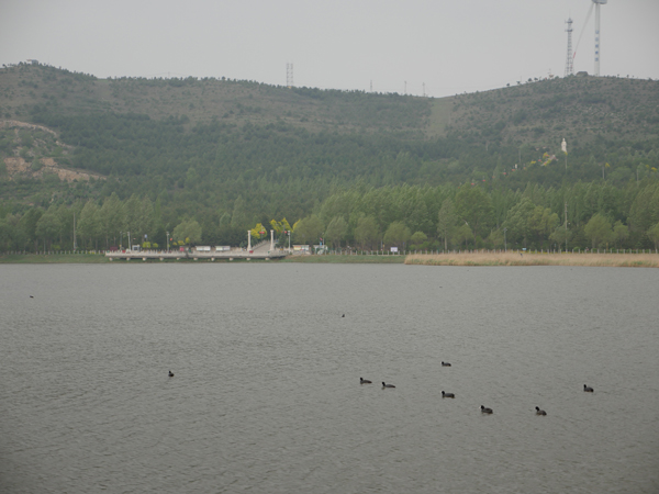 神池县西海子湿地公园