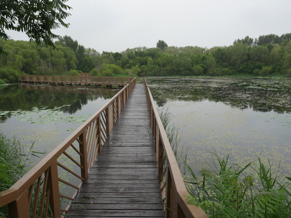 大安市嫩江湾旅游区七月初，荷花池