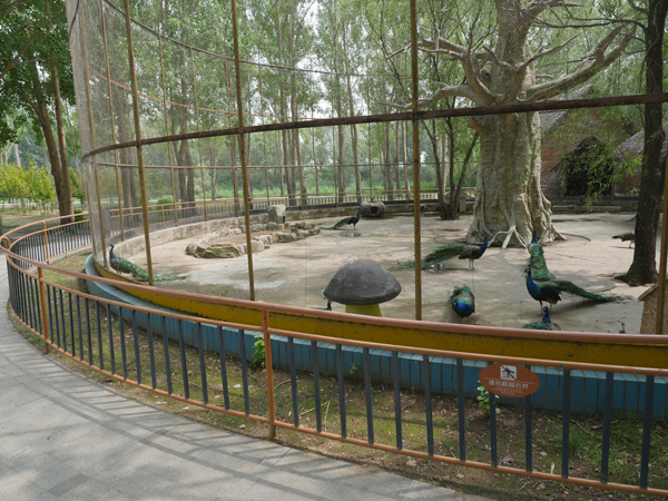 大安市嫩江湾旅游区七月初，萌宠乐园，孔雀