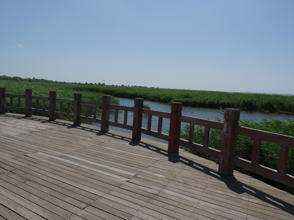 大庆龙凤湿地公园七月初，亲水平台