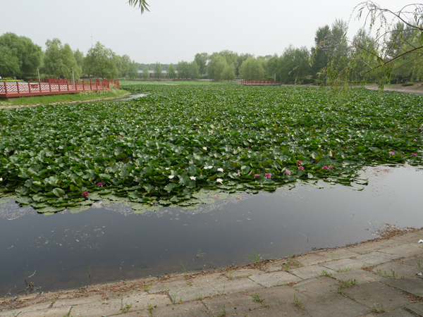 洮南市锦湖湿地公园