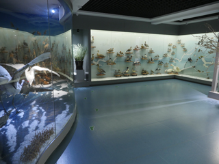 大安市嫩江湾旅游区渔猎博物馆，鸟类标本陈列展厅
