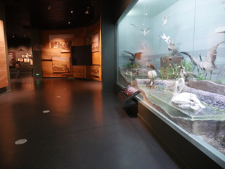 大庆博物馆，右侧湖泊湿地景观动物标本