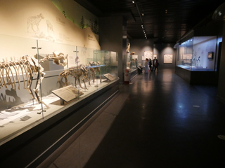 大庆博物馆，鬣狗科动物化石