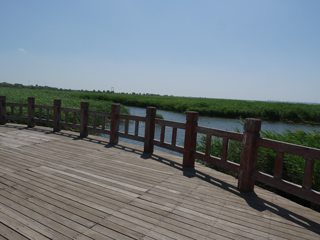 大庆龙凤湿地公园七月初，亲水平台