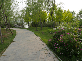东营清风湖