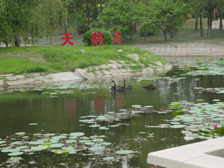 洮南市锦湖湿地公园