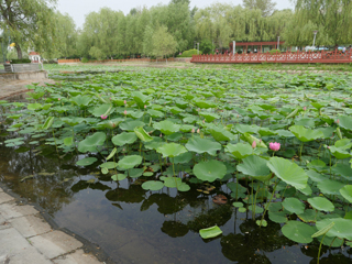 洮南市锦湖湿地公园