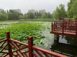 洮南市锦湖湿地公园
