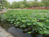 洮南市锦湖湿地公园